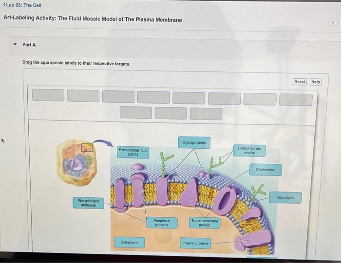 Art-labeling activity the plasma membrane