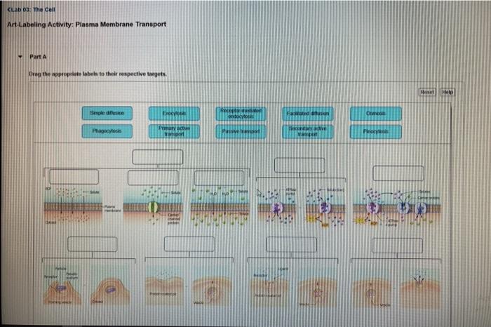 Membrane cell plasma proteins cholesterol structure figure carbohydrates fluid model mosaic peripheral filaments cytoskeletal integral biology phospholipids components describes illustration