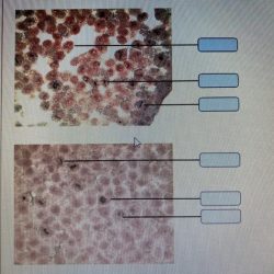 Art-labeling activity the plasma membrane