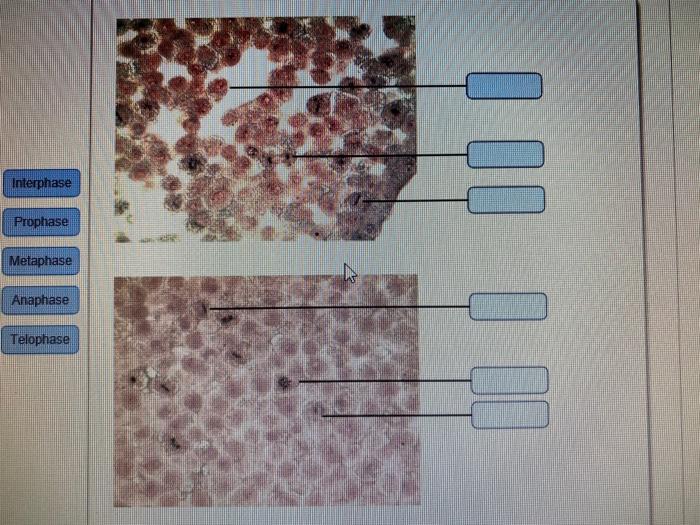 Art-labeling activity the plasma membrane