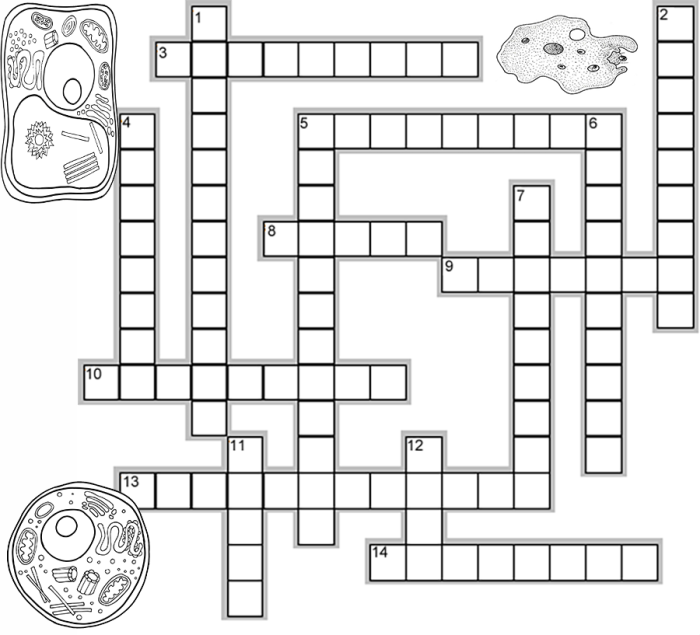 Cell organelles crossword answer key