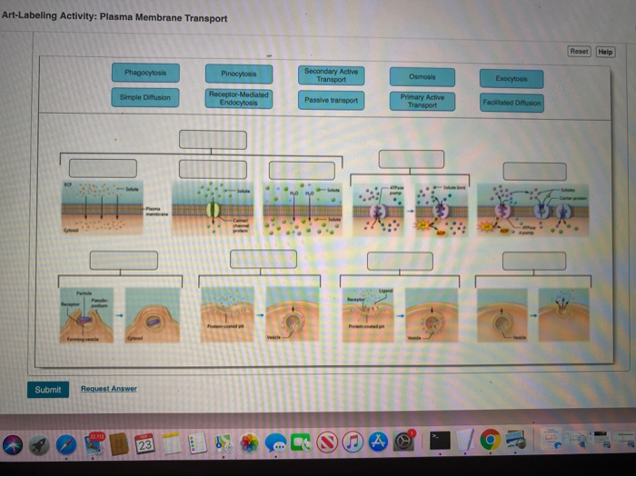 Art-labeling activity the plasma membrane